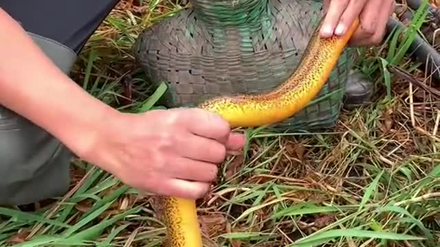 Amazing Asian Fishing Video 🐟 | Best Fishing Techniques 🐟