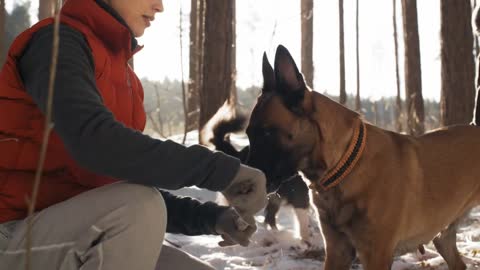 Two adorable dogs and their owners playing with sticks during walk in winter forest on sunny day