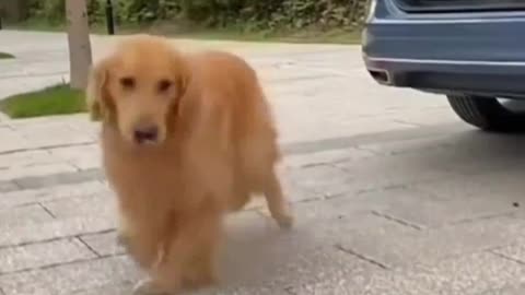 This dog is trying to learn to walk the stage! So graceful!