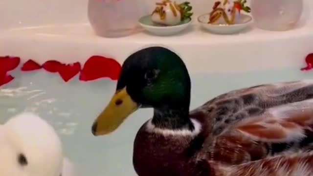 These two ducks want to get married.