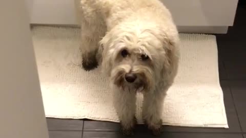 Puppy jumps into tub