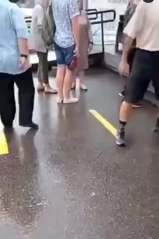 Sheep after seeing it they stand in line