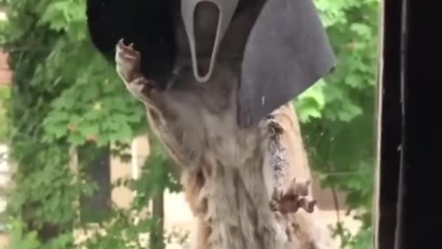Funny animals squirrel turned into ghost face