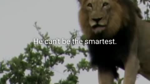 The Lion Attitude