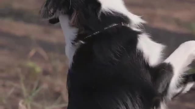 Dog Training - #Short Videos #Shorts #Viralshorts