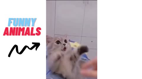 funny animals 7