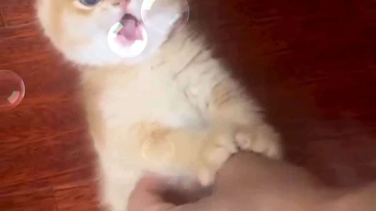 Cute cat funny videos