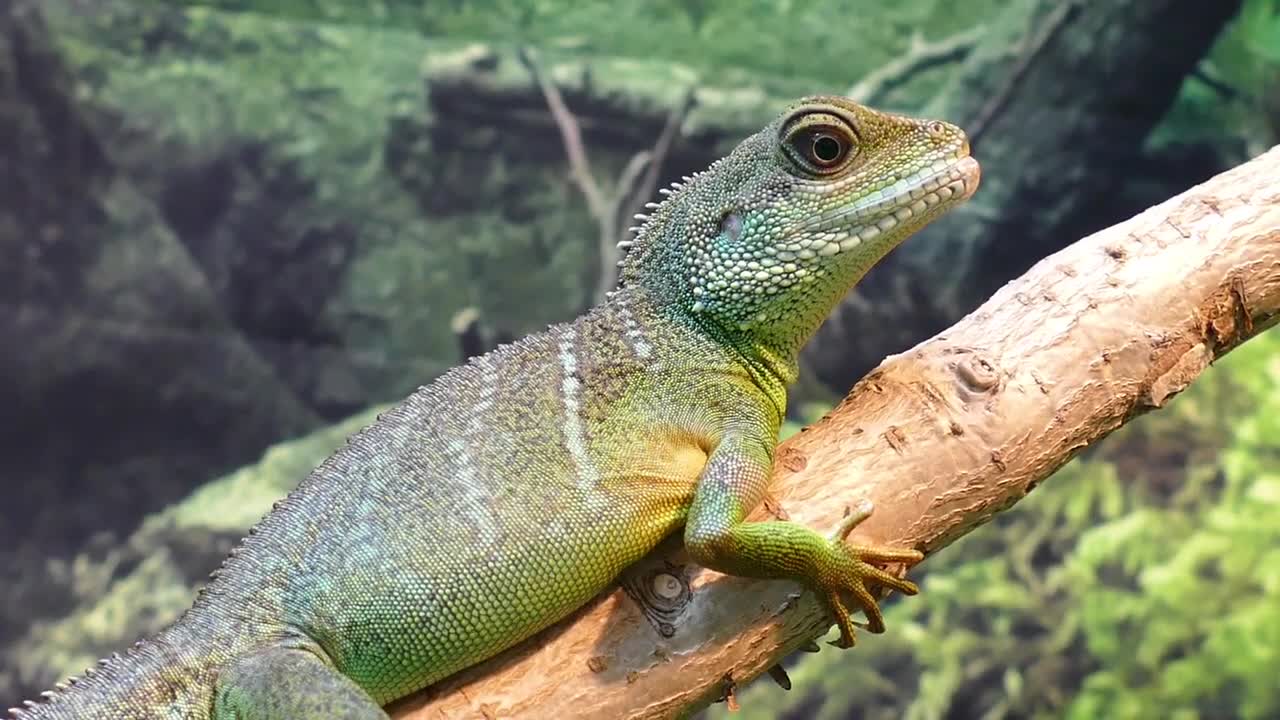 Water Dragon Lizard