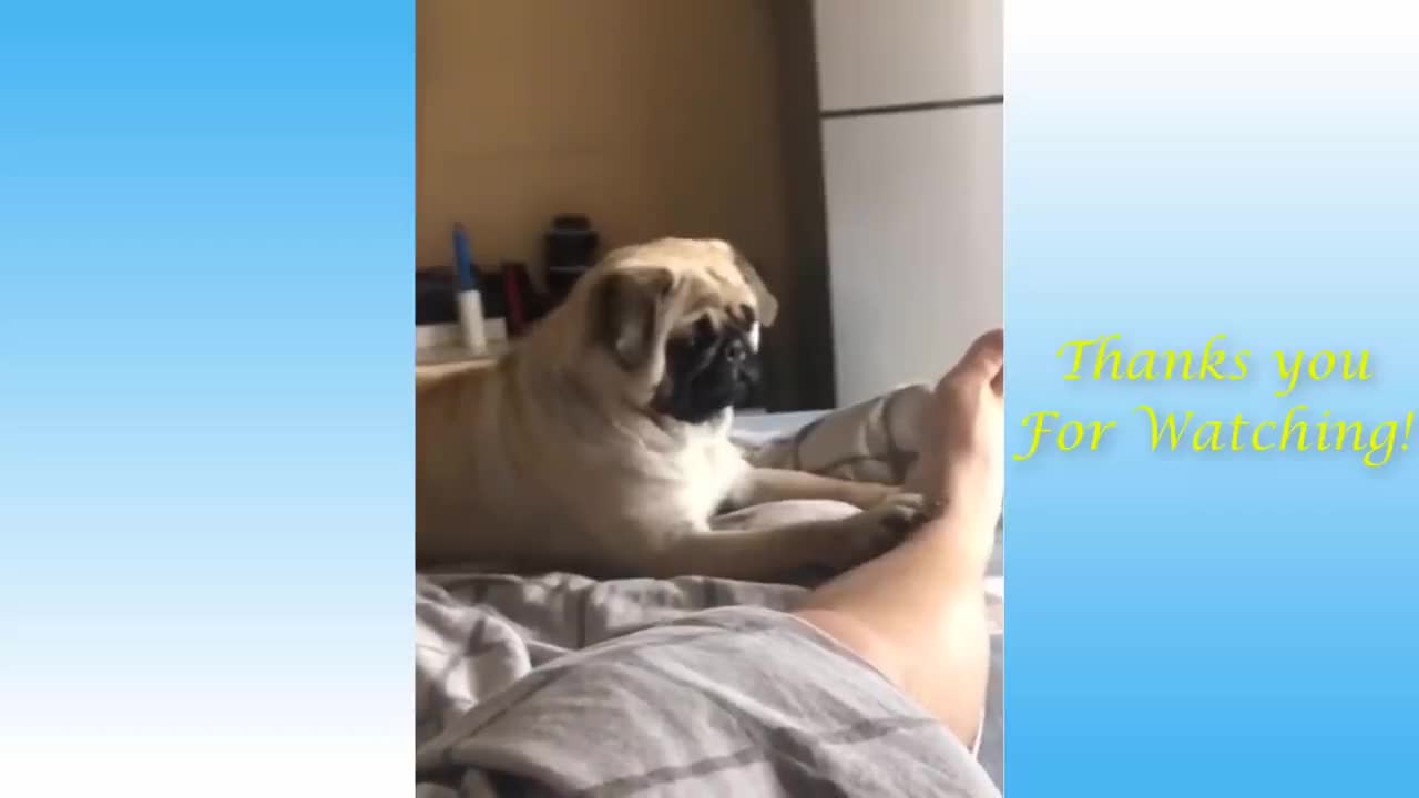 My Dog Loves Playing With My Feet