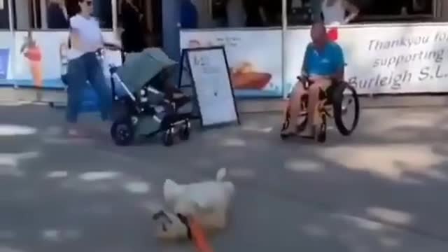 And the oscar goes to this doggo😂😂❤️❤️