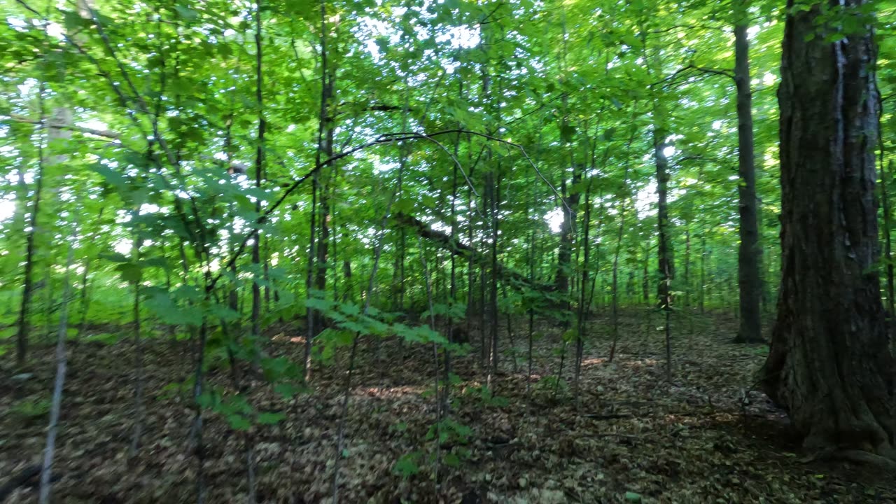 Walking Deep In Barrhaven Wood Trails