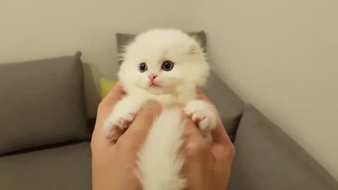 Munchkin kitten jumping Shocking jump