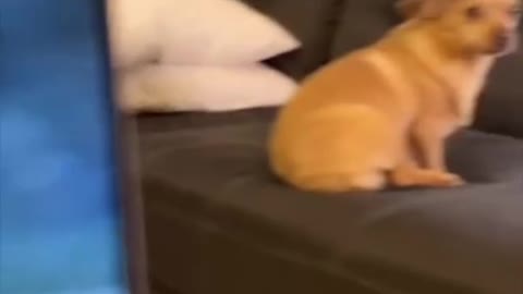 Dog Looks Like a Trump Really 🤣
