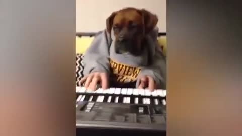 I am the best pianist. Where did your fingers come from?