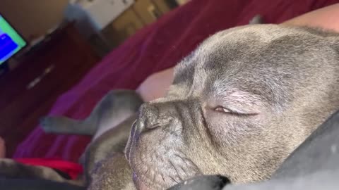 Nico - My French Bulldog Puppy sleeping hard and snoring