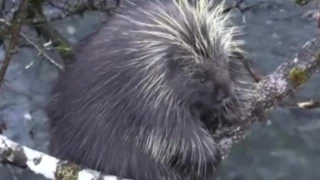 #Cute Porcupine #