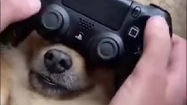 How To Play With Your Dog And PlayStation