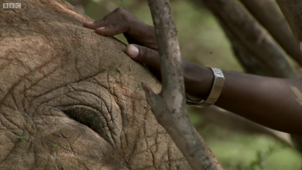 Heartbreaking Truth About Elephant Poaching | This Wild Life | BBC Earth