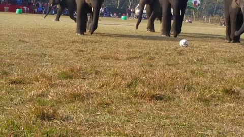 playing football by elephants