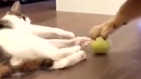 The dog wants to take the ball from the cat's hand but can't