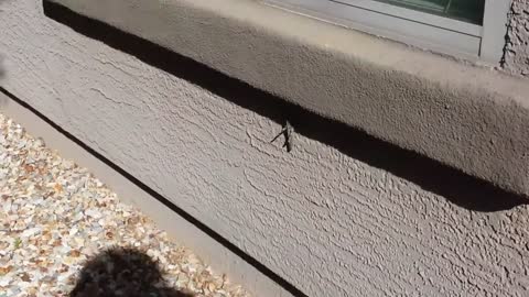 Stoned guy films MONSTER Grasshopper, Has his mind blown