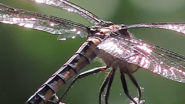 Took me a while to put this together this morning the dragonfly was fast