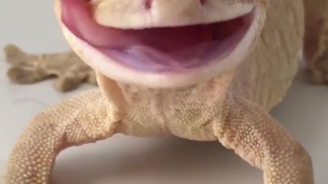 Owner Gives Her Gecko a Water Droplet Crown