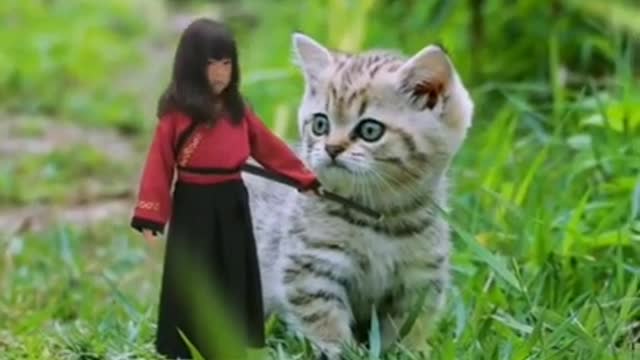 Funniest Cat Videos That Will Make You Laugh - Funny Cats and Dogs Videos