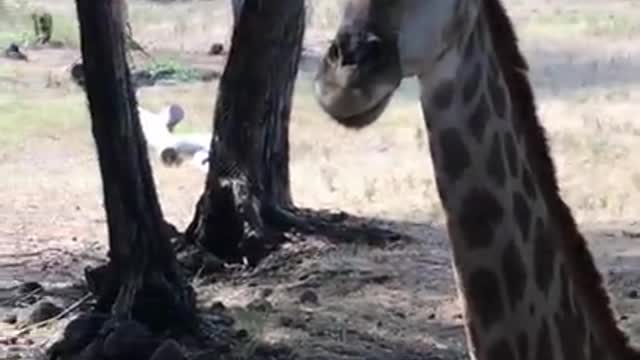Giraffes At A Zoo