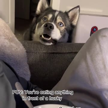 Acting like he didnt just eat dinner 5 minutes before this…