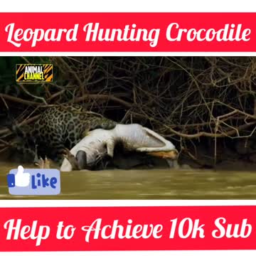 leopard amazing hunts of caiman