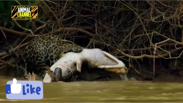 leopard amazing hunts of caiman