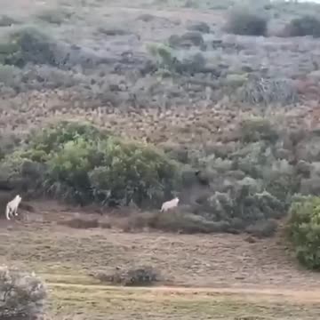 A brave mother protects her cub from a whole pride of lions!