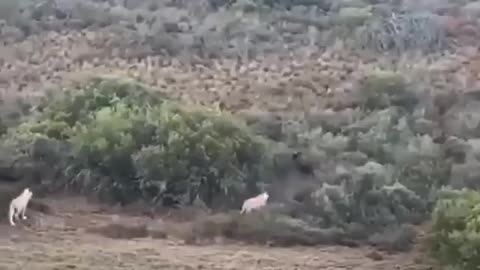 A brave mother protects her cub from a whole pride of lions!