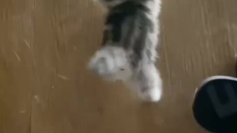 The cat is the king at his own pace