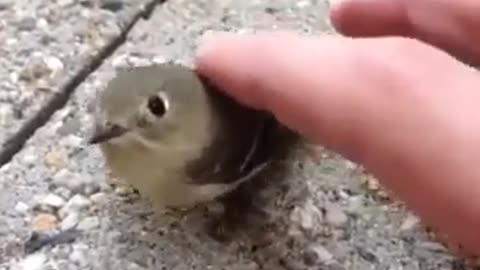 BIRD MACHINE