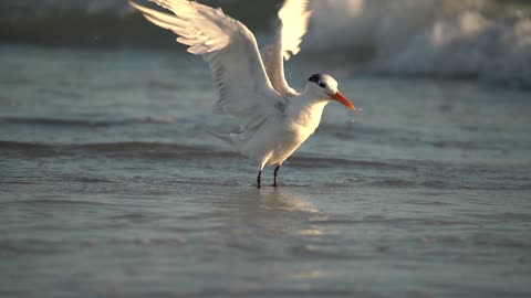 Royal Tern Bathing