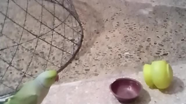 Parrot is playing with a toy so cuetly