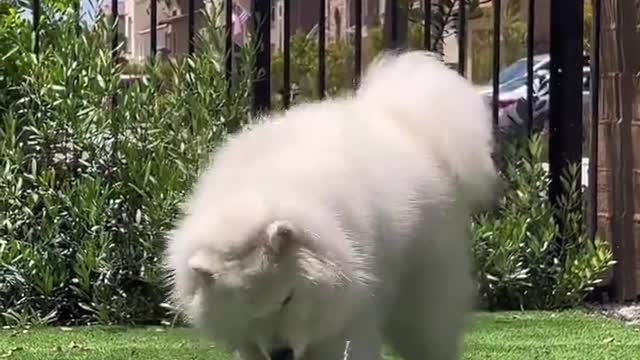 puppy play
