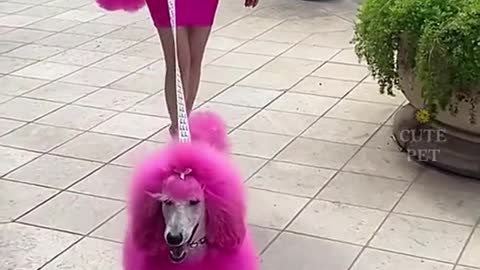 Fashion dog