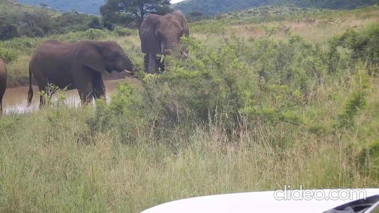 Cute Baby Elephant Most Funny