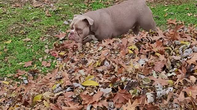 Bode boy