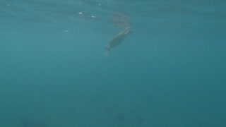 Spotting sea turtles