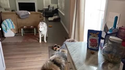 Stubborn Husky demands water bowl refill