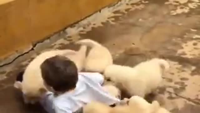 Young boy eaten alive by Dogs