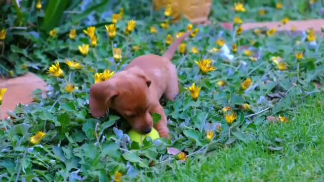 Baby Dogs - Cute and Funny Dog Videos Compilation #20 | Aww Animal