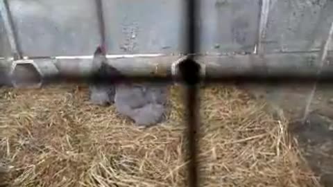 Valley quails, three months old