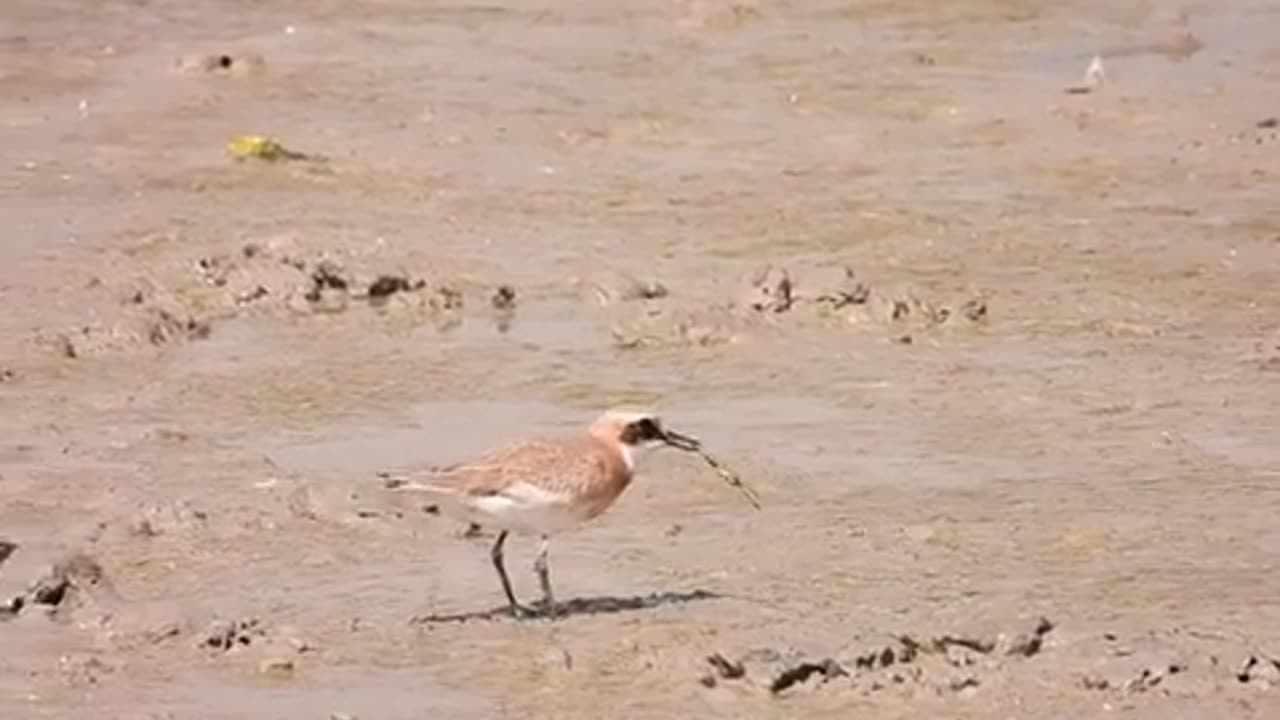 A Bird Enjoying A Strange Meal