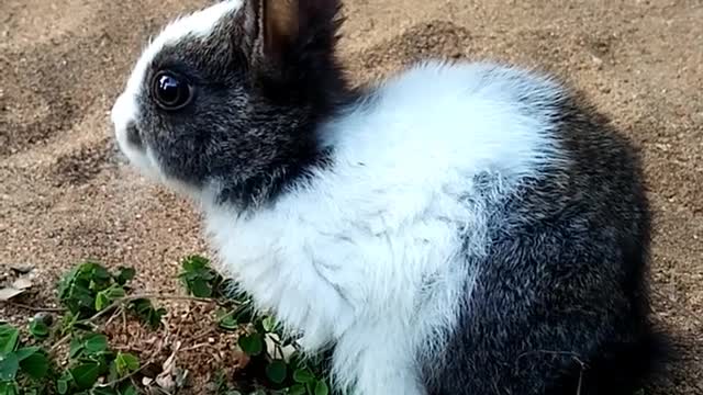 🐇🥕🐰Adorable Cute Bunny🐰🥕🐇