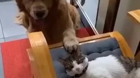 Dog and cat playing in house .